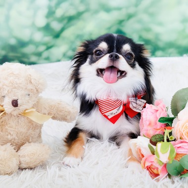 世登理恵が撮影した「ペット」の写真