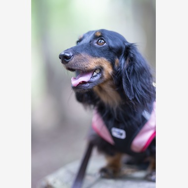 株式会社スマイルプロアートが撮影した「ペット撮影」の写真