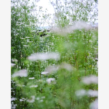 内山慎也が撮影した「植物」の写真