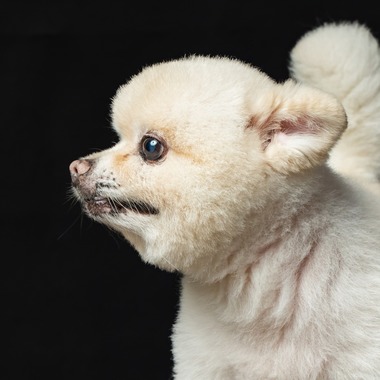齋藤将成が出張撮影した「ペット撮影」の家族写真