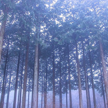 フリーカメラマンmioが撮影した「風景」の写真