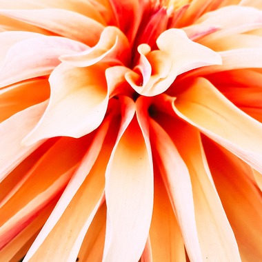 磯谷亮太が撮影した「flower」の写真