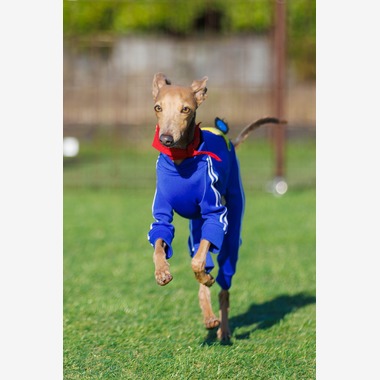 T.Matsumuraが撮影した「ペット」の写真