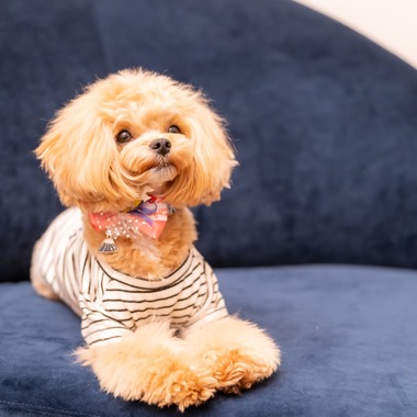 Tajimaが撮影した「ペット」の写真