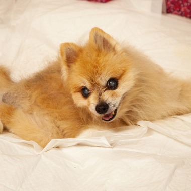 Photobirdが撮影した「ポートレート撮影、ペットとともに」の写真