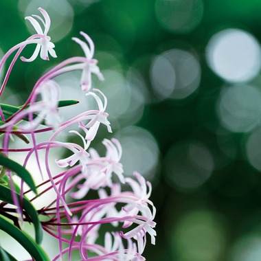 Herbest Productsが撮影した「静物」の写真