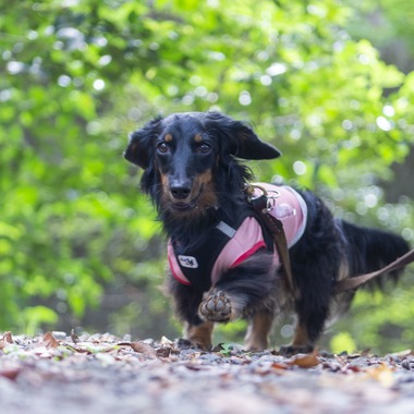 株式会社スマイルプロアートが撮影した「ペット撮影」の写真