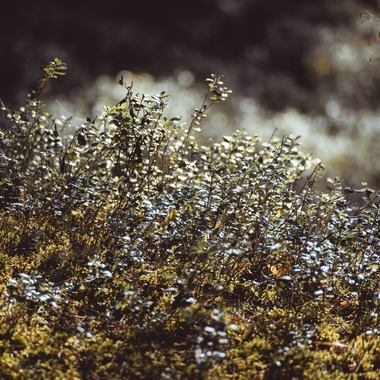Photo taken by Jacek Cichopek - poland wedding
