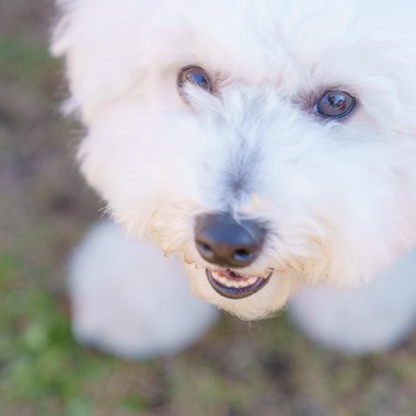 牧野 政宏が撮影した「ペット撮影」の写真