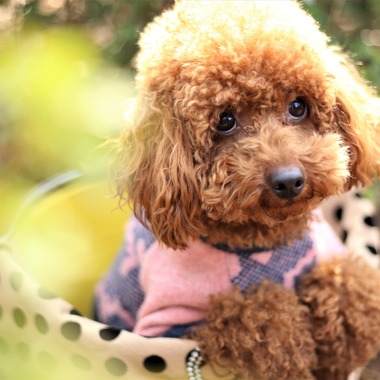 Photographer  Tomoが撮影した「ペット撮影」の写真