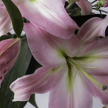 ミヤタカズコが撮影した「花のある生活」の写真