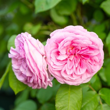 オフィス 芦野が撮影した「番外編（自宅）」の写真