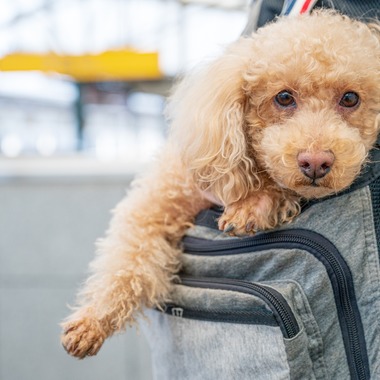 高木勇斗が撮影した「トイプードル」の写真