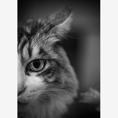 西川　正浩が撮影した「ペット」の写真