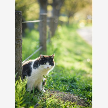 Studio Serowが撮影した「自然・動物」の写真