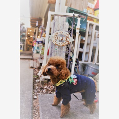 Photographer  Tomoが撮影した「ペット撮影」の写真