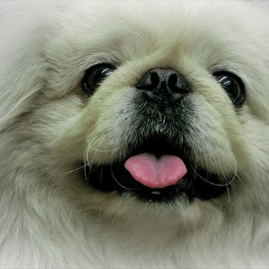 Efu's photographyが撮影した「ペット」の写真