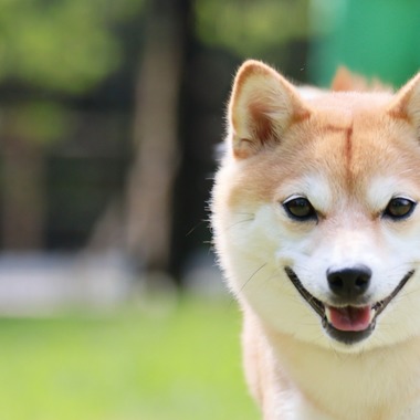 外川博己が撮影した「ペット撮影」の写真