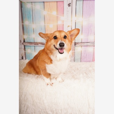 スタジオ　まるが撮影した「ペット撮影」の写真