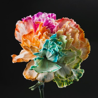 Y’s photo serviceが撮影した「物撮り（花）」の写真