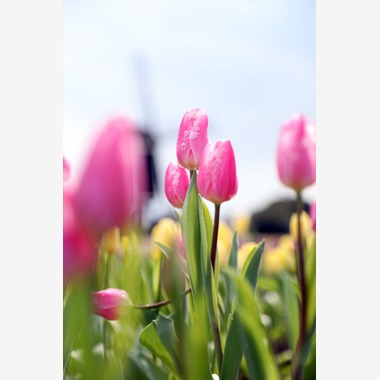 ナカムラが撮影した「」の写真