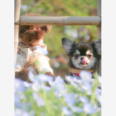 withが撮影した「ペット撮影」の写真