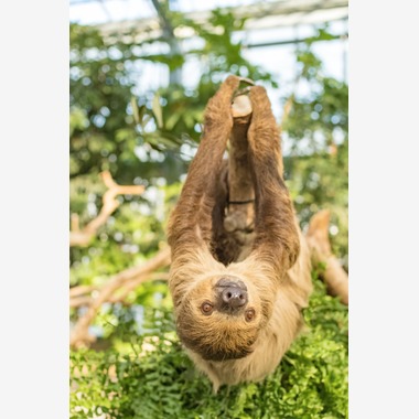 フォトスタジオ　ちっくたっくが撮影した「動物」の写真