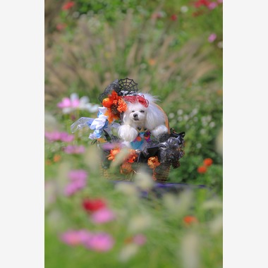 高橋 透（Coo&Sea STUDIO代表）が出張撮影した「大花壇de撮影会／秋＠横浜」の家族写真