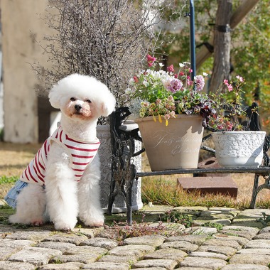 株式会社Photo Luckyが出張撮影した「ペット」の家族写真