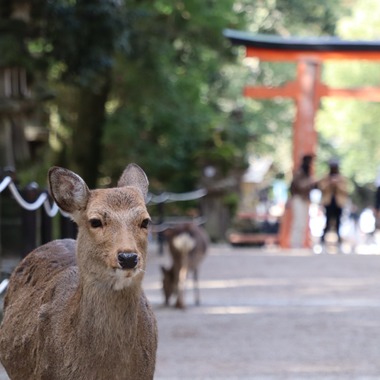 えむあんりみてっどが撮影した「旅先の風景」の写真
