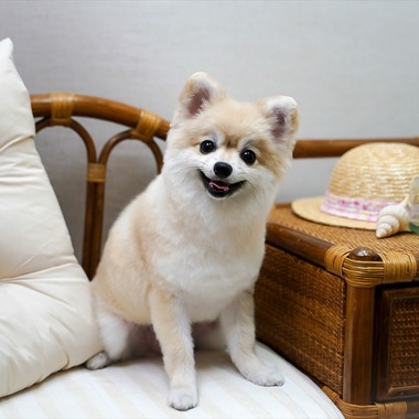 Efu's photographyが撮影した「ペット」の写真