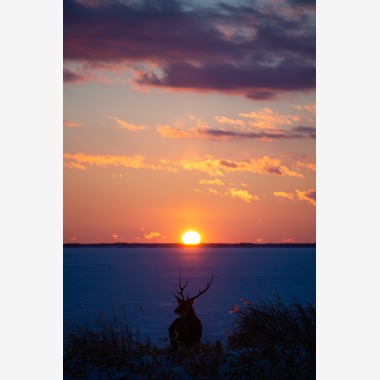 山口奈緒が撮影した「プライベートでの撮影（野生動物）」の写真