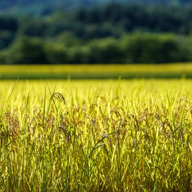 KurickMarry結婚相談所 丨 栗山　稔が撮影した「風景」の写真