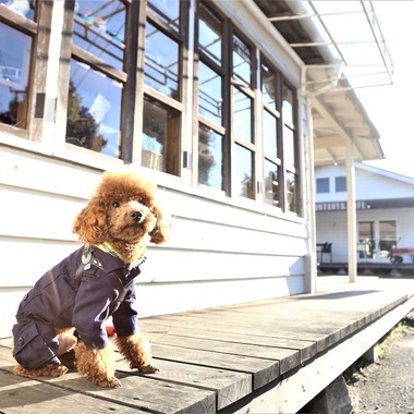 Photographer  Tomoが撮影した「ペット撮影」の写真