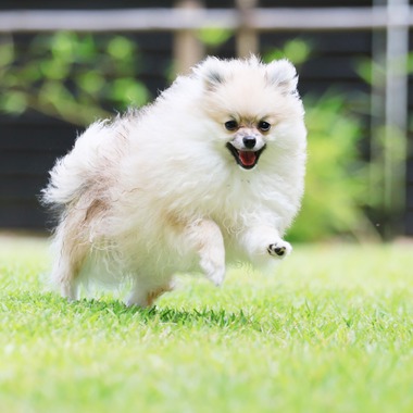 外川博己が撮影した「ペット撮影」の写真