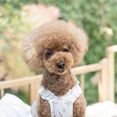 ミヤタカズコが撮影した「DOG フォト」の写真