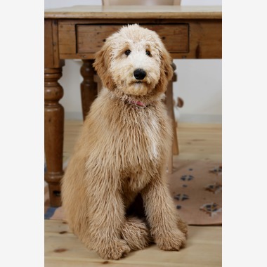 森安　照が撮影した「ペット撮影（犬・猫）」の写真