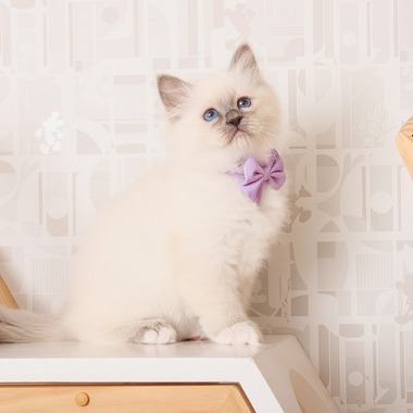 株式会社Neo-Smile 「locationbreeze」高橋 徹が撮影した「みんなのブリーダー様 / Sacred Birman様　ペット猫」の写真
