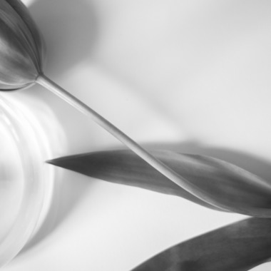 NOJYO高木俊幸写真事務所が撮影した「花」の写真