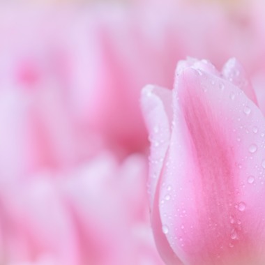 今井広樹/スタジオプランタン/日本写真家協会 会員が撮影した「イメージスナップ」の写真