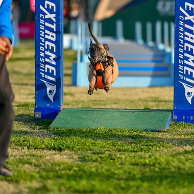 スタジオファンタスが撮影した「ドッグスポーツエクストリーム」の写真