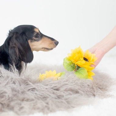 荒畑けいこが出張撮影した「AMIクラウドファンディング撮影会（ペット撮影）」の家族写真