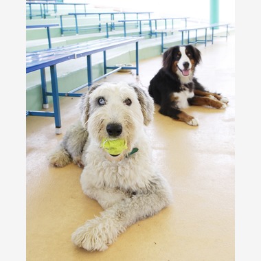 森安　照が撮影した「ペット撮影（犬・猫）」の写真
