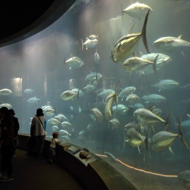 Naoki Okadaが撮影した「家族写真出張撮影」の写真