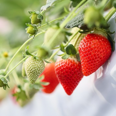 株式会社Neo-Smile 「locationbreeze」高橋 徹が撮影した「かがやきいちご園様（広告撮影）」の写真