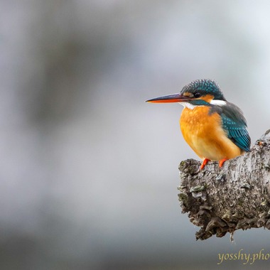 スタジオαが撮影した「ビジネス人物・風景・イベント」の写真