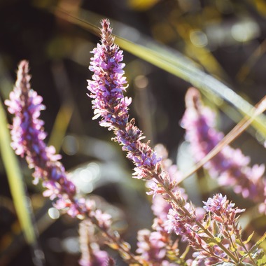 Photo taken by Jacek Cichopek - poland wedding
