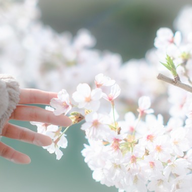 堀内 陽希が撮影した「植物」の写真