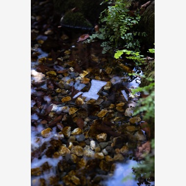 板橋薫平が出張撮影した「氷川神社七五三」の家族写真