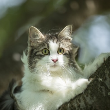 写楽堂が出張撮影した「ペット」の家族写真